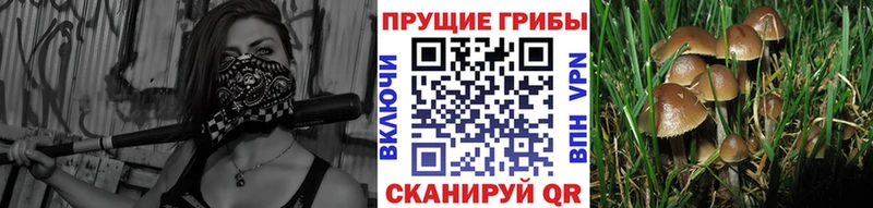 Купить  Приморско-Ахтарск  Псилоцибиновые грибы ЛСД 